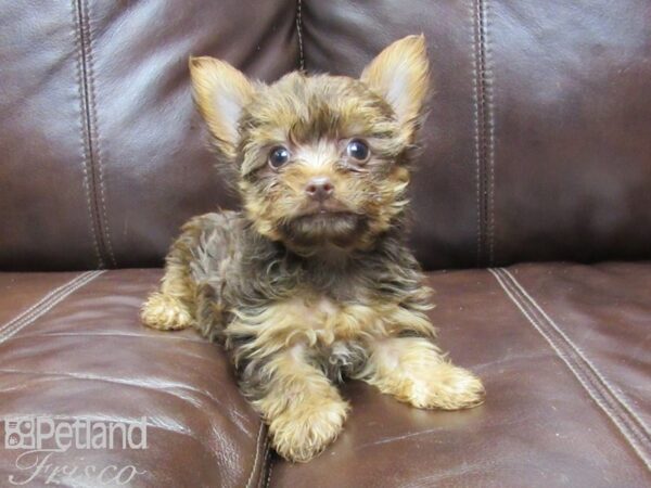 Yorkshire Terrier-DOG-Male-CHOC TAN-26409-Petland Frisco, Texas