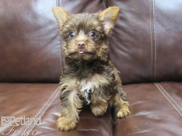 Yorkshire Terrier-DOG-Female-CHOC TAN-26408-Petland Frisco & Mckinney, Texas