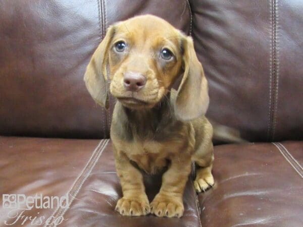 Miniature Dachshund-DOG-Female-RED-26407-Petland Frisco, Texas