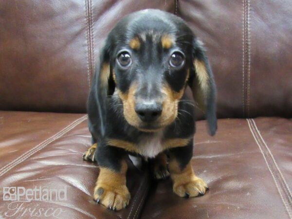 Miniature Dachshund-DOG-Male-SILVER DAPPLE-26406-Petland Frisco, Texas