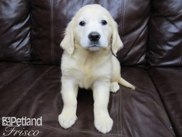 Golden Retriever-DOG-Female-LIGHT GOLDEN-26402-Petland Frisco, Texas