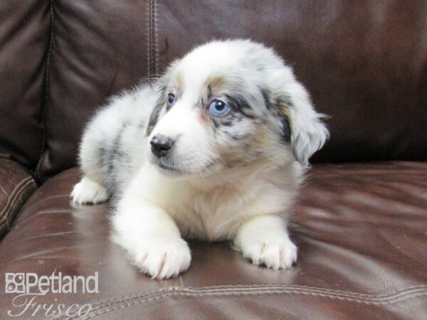Miniature Australian Shepherd-DOG-Female-BLUE MERLE-26404-Petland Frisco & Mckinney, Texas
