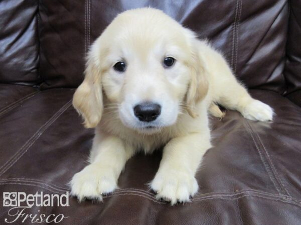 Golden Retriever-DOG-Female-LIGHT GOLDEN-26403-Petland Frisco & Mckinney, Texas