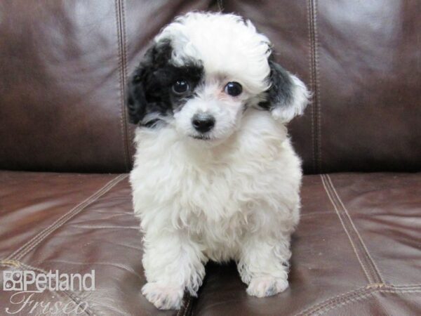 Toy Poodle DOG Male Black and White 26400 Petland Frisco, Texas