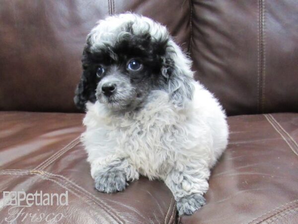 Toy Poodle DOG Female Black and White 26401 Petland Frisco, Texas