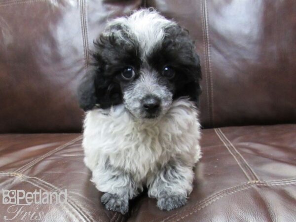 Toy Poodle-DOG-Male-Black and White-26399-Petland Frisco & Mckinney, Texas