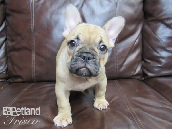 French Bulldog DOG Male Blue Fawn 26428 Petland Frisco, Texas