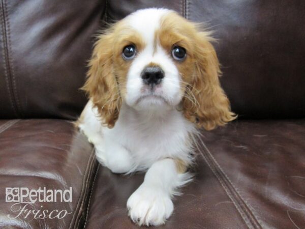 Cavalier King Charles Spaniel DOG Male Blenheim 26425 Petland Frisco, Texas