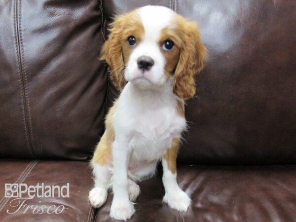 Cavalier King Charles Spaniel DOG Male Blenheim 26424 Petland Frisco, Texas