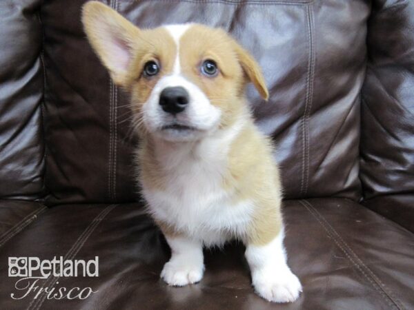 Pembroke Welsh Corgi DOG Male Red and White 26422 Petland Frisco, Texas