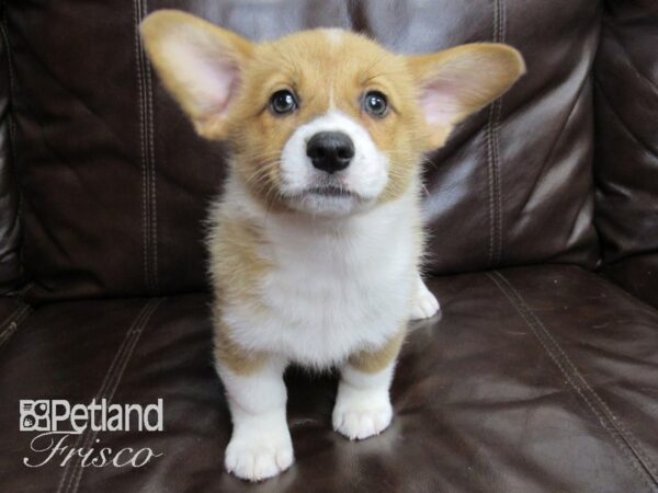 Pembroke Welsh Corgi-DOG-Female-Red and White-26421-Petland Frisco & Mckinney, Texas