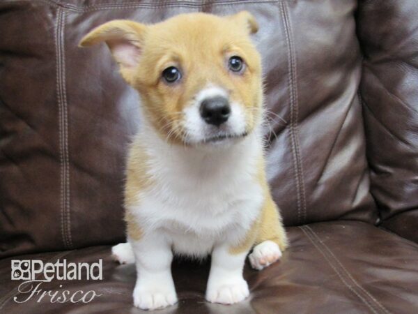 Pembroke Welsh Corgi DOG Female Red and White 26420 Petland Frisco, Texas