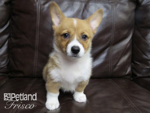 Pembroke Welsh Corgi-DOG-Female-Red and White-26419-Petland Frisco & Mckinney, Texas