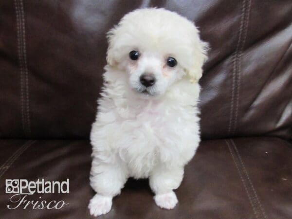 Poodle-DOG-Female-White-26418-Petland Frisco, Texas