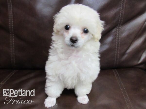 Poodle-DOG-Female-White-26418-Petland Frisco & Mckinney, Texas