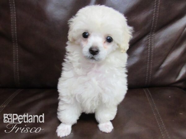 Poodle DOG Female White 26418 Petland Frisco, Texas