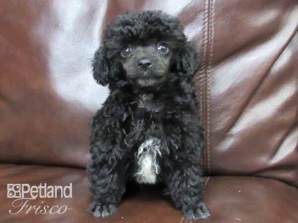 Poodle DOG Male Black 26417 Petland Frisco, Texas