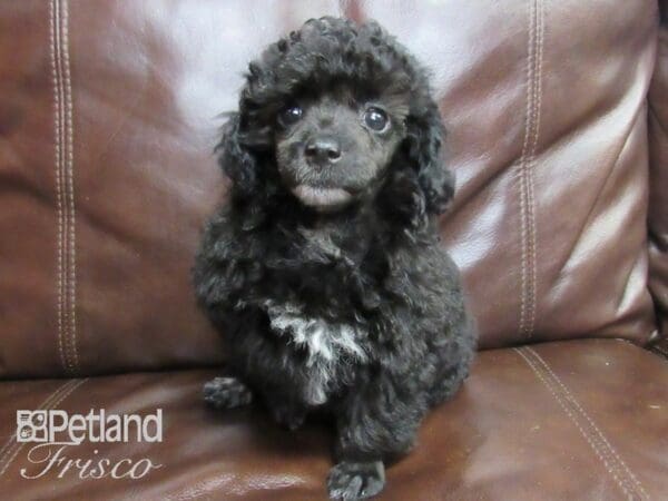 Poodle DOG Female Black 26416 Petland Frisco, Texas