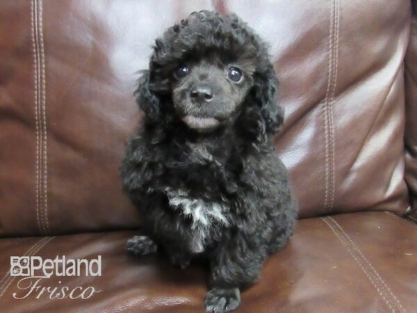 Poodle-DOG-Female-Black-26416-Petland Frisco & Mckinney, Texas