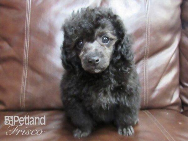 Poodle DOG Male Black 26415 Petland Frisco, Texas