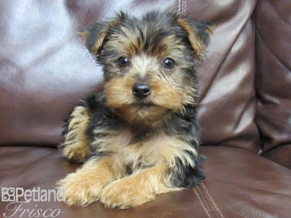 Yorkshire Terrier DOG Male BLK TAN 26450 Petland Frisco, Texas