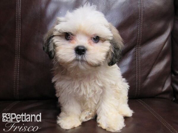 Teddy Bear-DOG-Male-BRN WH-26448-Petland Frisco & Mckinney, Texas