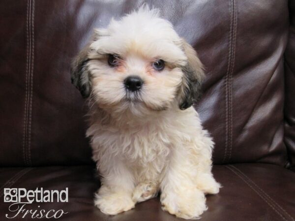 Teddy Bear DOG Male BRN WH 26448 Petland Frisco, Texas