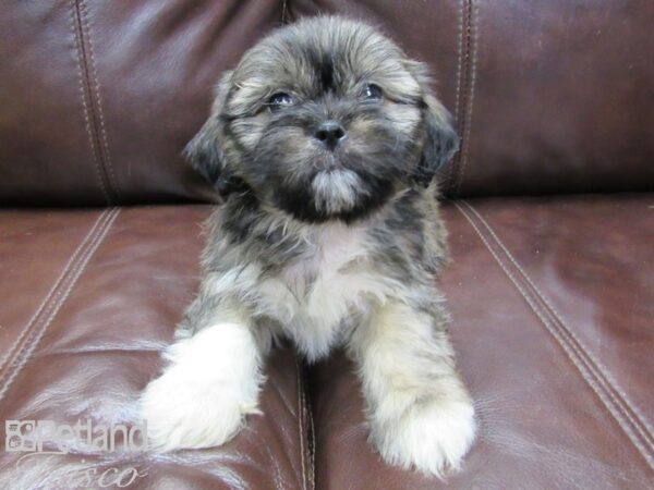 Shih Tzu DOG Male BRINDLE 26447 Petland Frisco, Texas