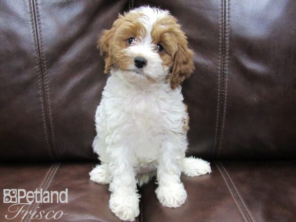 Cava Poo-DOG-Female-RED WHITE-26446-Petland Frisco & Mckinney, Texas
