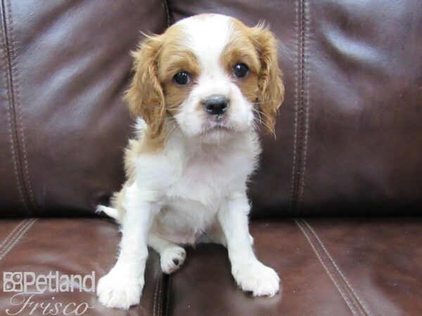 Cavalier King Charles Spaniel-DOG-Male-BLENHEIM-26445-Petland Frisco & Mckinney, Texas