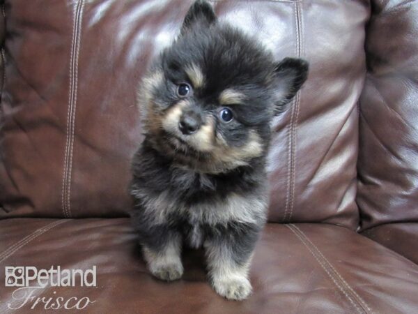 Pomeranian-DOG-Male-BLK TAN-26444-Petland Frisco & Mckinney, Texas