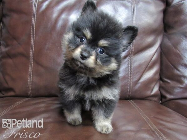 Pomeranian DOG Male BLK TAN 26444 Petland Frisco, Texas