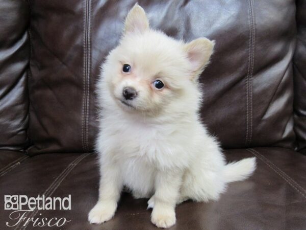 Pomeranian DOG Female SABLE 26443 Petland Frisco, Texas