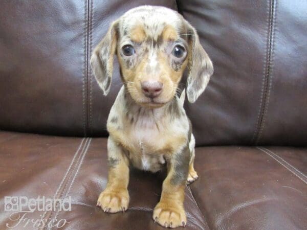 Miniature Dachshund-DOG-Female-CHOC DAPPLE-26442-Petland Frisco, Texas