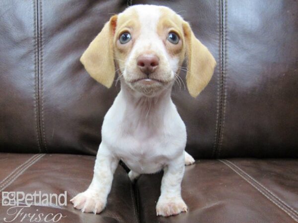 Miniature Dachshund DOG Female RED WHITE 26440 Petland Frisco, Texas