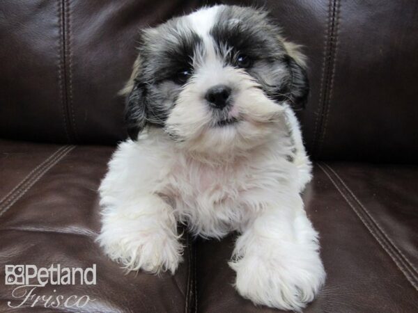 Teddy Bear-DOG-Male-BRN WH-26439-Petland Frisco, Texas