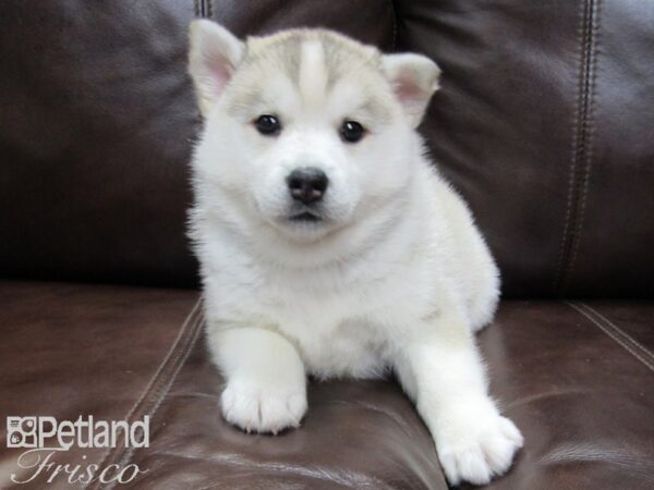 Pomsky DOG Female SILVER WH 26438 Petland Frisco, Texas