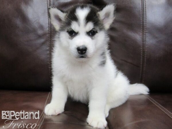 Pomsky DOG Male BLK WHITE 26437 Petland Frisco, Texas