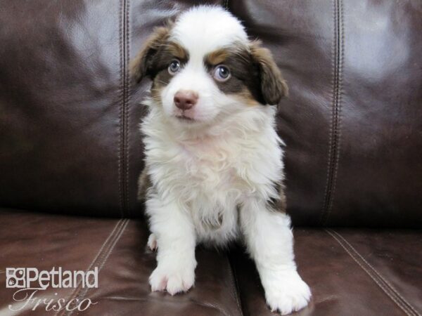 Miniature Australian Shepherd DOG Male RED TRI 26436 Petland Frisco, Texas