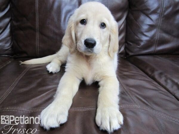 Golden Retriever-DOG-Female-Golden-26435-Petland Frisco, Texas