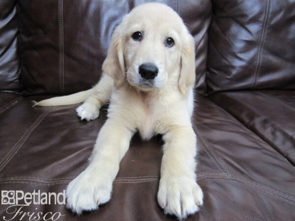 Golden Retriever-DOG-Female-Golden-26435-Petland Frisco & Mckinney, Texas