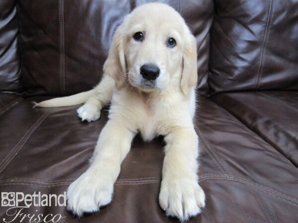 Golden Retriever DOG Female Golden 26435 Petland Frisco, Texas