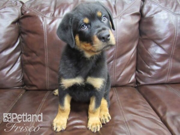 Rottweiler DOG Male Black Tan 26433 Petland Frisco, Texas