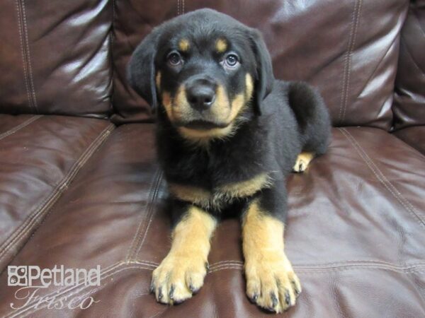 Rottweiler DOG Female Black Tan 26432 Petland Frisco, Texas