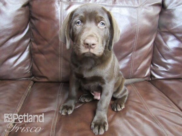 Labrador Retriever DOG Male Chocolate 26431 Petland Frisco, Texas