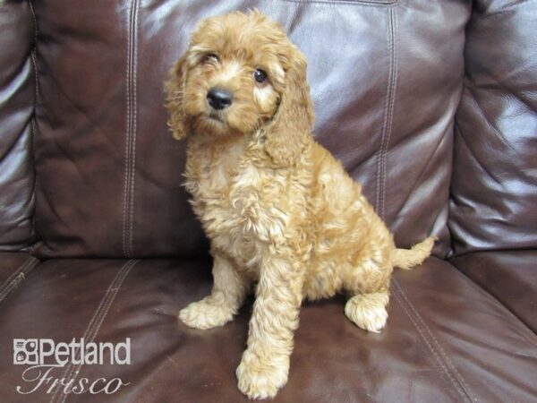 F1B Mini Goldendoodle DOG Female Red 26430 Petland Frisco, Texas