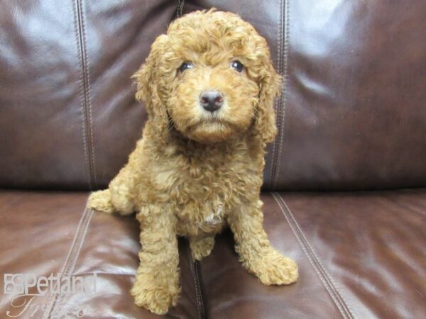 F1B Mini Goldendoodle-DOG-Male-Red-26429-Petland Frisco & Mckinney, Texas
