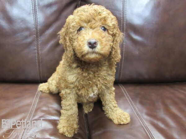 F1B Mini Goldendoodle-DOG-Male-Red-26429-Petland Frisco, Texas