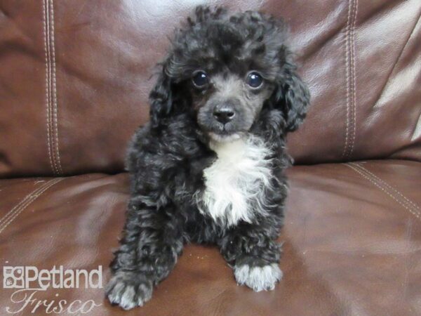 Poodle-DOG-Female-Black-26451-Petland Frisco, Texas