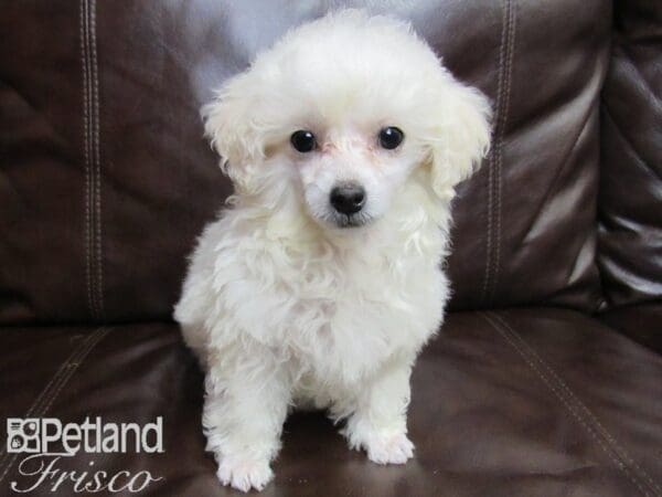 Poodle-DOG-Female-White-26452-Petland Frisco, Texas